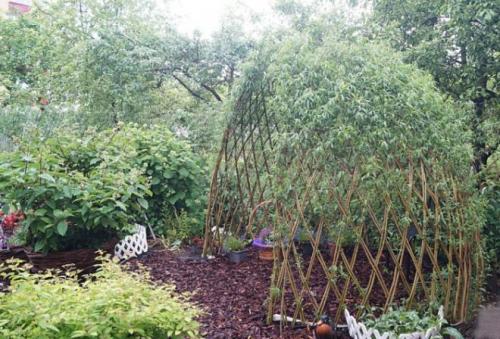 Беседка из лозы своими руками. Живая беседка из ивы своими руками