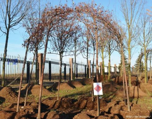 Как самому создать беседку из живых растений. 04 Как самому создать беседку из живых растений. 04