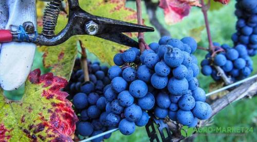 Выбор винограда для беседки. Строительство капитальной беседки 03 Выбор винограда для беседки. Строительство капитальной беседки 03