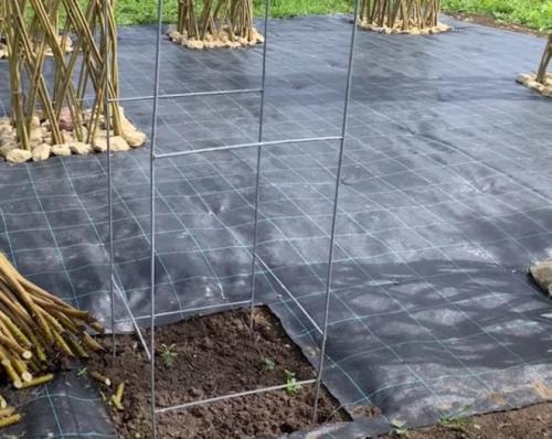 Беседка из лозы своими руками. Живая беседка из ивы своими руками