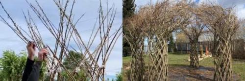 Беседка из лозы своими руками. Живая беседка из ивы своими руками