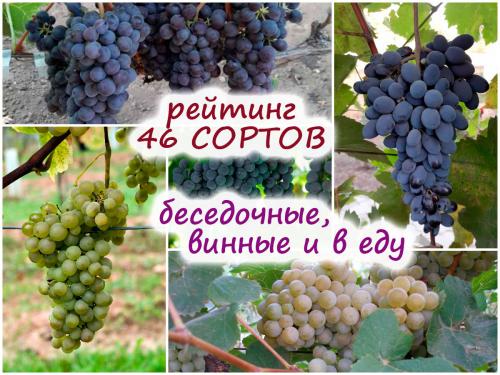 Беседочные Неукрывные сорта винограда. Рейтинг сортов неукрывного винограда для беседки, виноделия и просто для еды!
