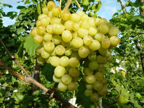 Выбор винограда для беседки. Строительство капитальной беседки 19 Выбор винограда для беседки. Строительство капитальной беседки 19