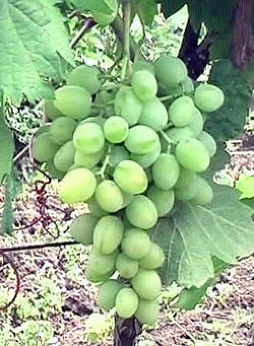 Сорта винограда для арки. Особенности выращивания винограда на арке и беседке