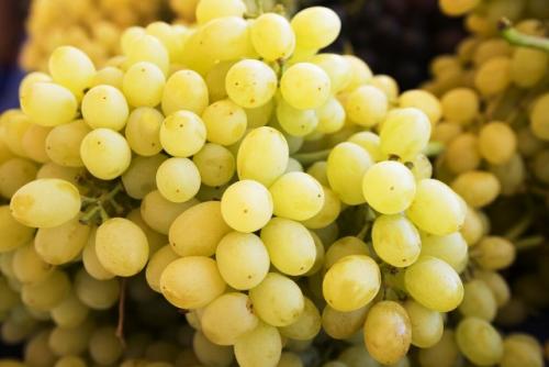 Выбор винограда для беседки. Строительство капитальной беседки 17 Выбор винограда для беседки. Строительство капитальной беседки 17