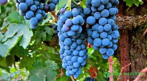 Выбор винограда для беседки. Строительство капитальной беседки 04 Выбор винограда для беседки. Строительство капитальной беседки 04