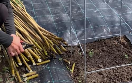 Беседка из лозы своими руками. Живая беседка из ивы своими руками