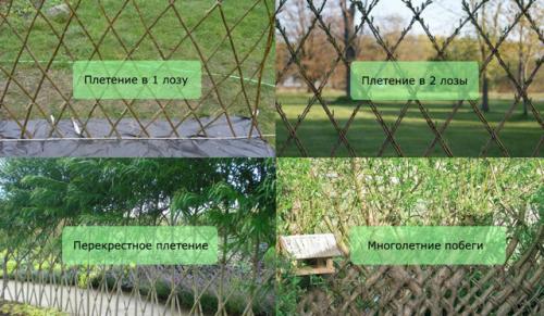 Живая изгородь из ивы: пошаговая инструкция. Плюсы и минусы живой изгороди из ивы