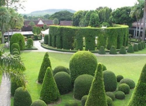 Живая изгородь из ивы: пошаговая инструкция. Плюсы и минусы живой изгороди из ивы