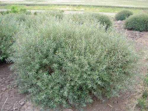 Живая изгородь из ивы: пошаговая инструкция. Плюсы и минусы живой изгороди из ивы