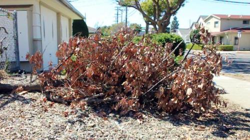 Спил дерева подставка. Подставки под горячее из дерева своими руками