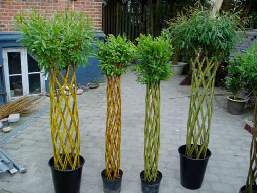 Верба для плетения. ПЛЕТЕНИЕ ИЗ ЛОЗЫ