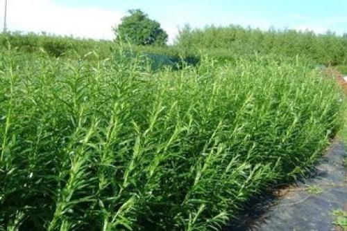 Как вырастить лозу для плетения. Выращивание ивы: подготовка почвы, черенков, посадка