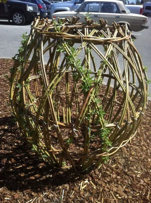 Верба для плетения. ПЛЕТЕНИЕ ИЗ ЛОЗЫ