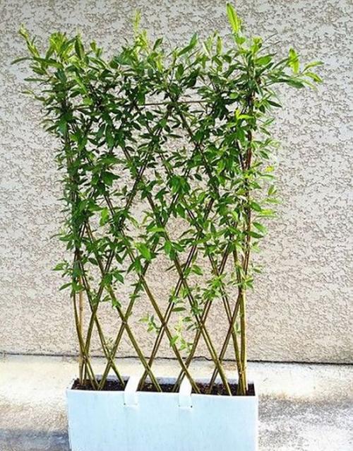 Верба для плетения. ПЛЕТЕНИЕ ИЗ ЛОЗЫ