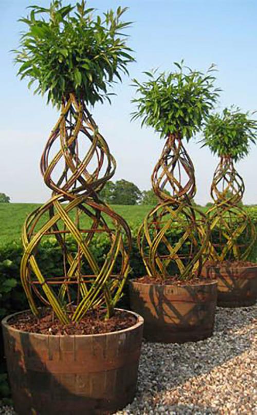 Верба для плетения. ПЛЕТЕНИЕ ИЗ ЛОЗЫ