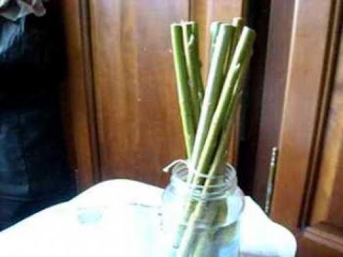 Как вырастить лозу для плетения. Выращивание ивы: подготовка почвы, черенков, посадка