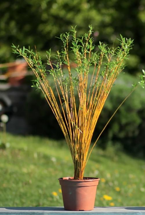 Верба для плетения. ПЛЕТЕНИЕ ИЗ ЛОЗЫ