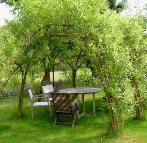 Верба для плетения. ПЛЕТЕНИЕ ИЗ ЛОЗЫ