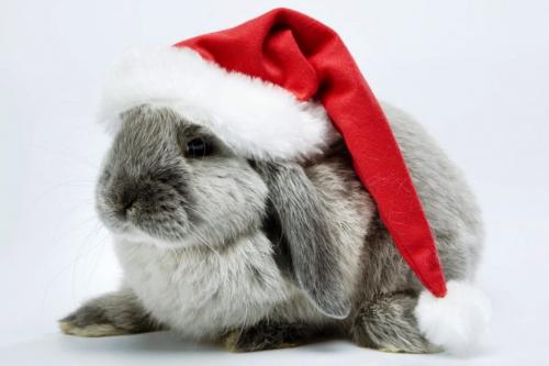 Как украсить елку 2023 астрология. Как украсить ёлку на Новый 2023 год Кролика