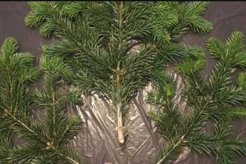 Композиция из еловых веток своими руками. Новогодняя композиция на стол, как сделать своими руками из подручных материалов