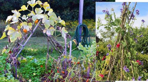 Какими бывают опоры для вьющихся растений и как их выбрать. Арки