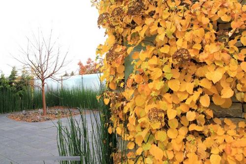 Подборка вьющихся растений для арок и беседок. Лучшие вьющиеся растения для озеленения беседки 09 Подборка вьющихся растений для арок и беседок. Лучшие вьющиеся растения для озеленения беседки 09