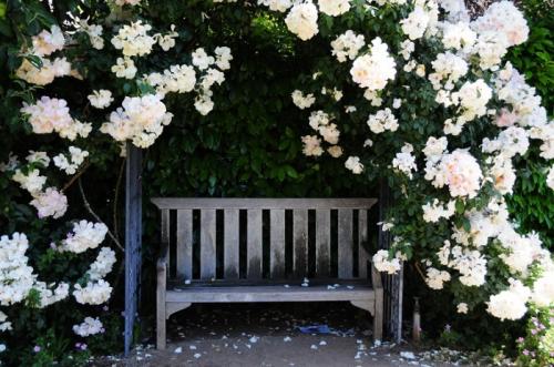 Подборка вьющихся растений для арок и беседок. Лучшие вьющиеся растения для озеленения беседки 08 Подборка вьющихся растений для арок и беседок. Лучшие вьющиеся растения для озеленения беседки 08