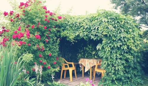 Подборка вьющихся растений для арок и беседок. Лучшие вьющиеся растения для озеленения беседки 01 Подборка вьющихся растений для арок и беседок. Лучшие вьющиеся растения для озеленения беседки 01