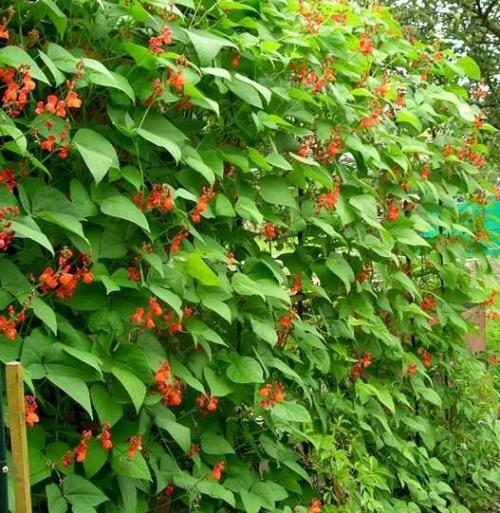 Быстрорастущие вьющиеся растения для беседки. Однолетники