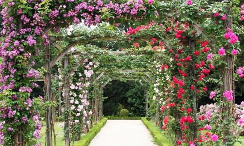 Арка из растений в парке. Арки для вертикального озеленения
