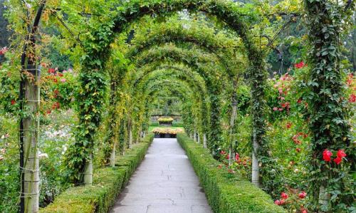 Арка из растений в парке. Арки для вертикального озеленения