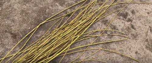 Как плести венок из березы. Из обычных веток: такая вещь украсит каждый дом