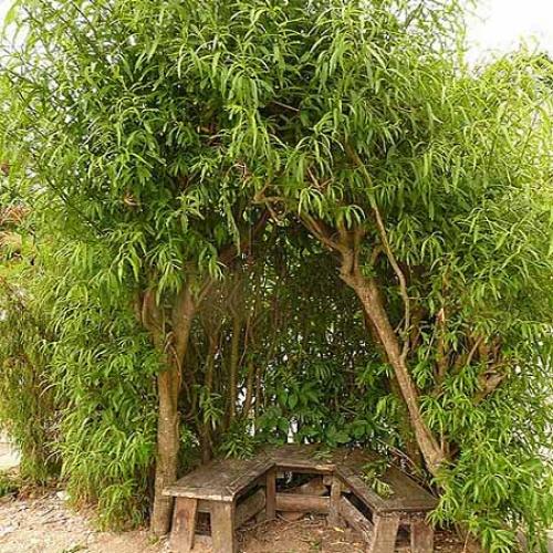 Плетеная беседка из ивы. Как сделать беседку красиво и недорого: беседки из ивы