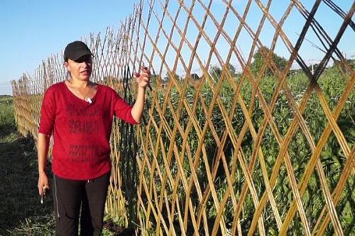 Плетение из живой ивы. Плетение живой изгороди из ивы