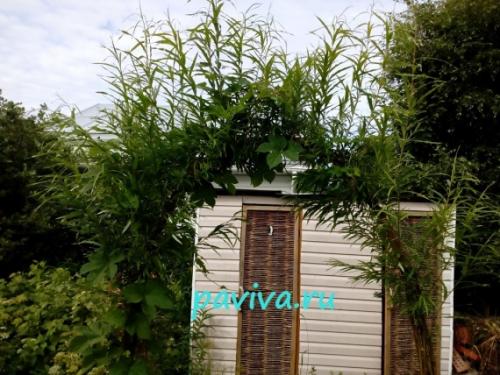 Арка из ивы своими руками. Арка для сада