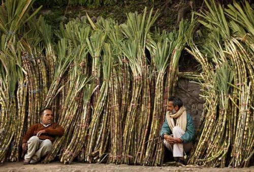 Из чего плетут мебель. Топ 10 материалов, из которых плетут мебель