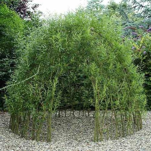 Беседка из ивы плетеная. Как сделать беседку красиво и недорого: беседки из ивы