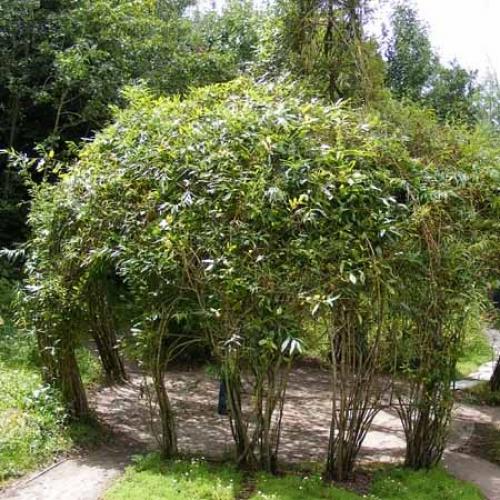 Беседка из ивы плетеная. Как сделать беседку красиво и недорого: беседки из ивы