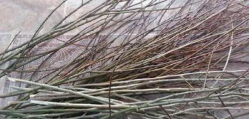 Заготовка лозы для плетения. Заготовка ивового прута для плетения: основные правила