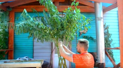 Плетеное дерево из обычной ивы. Плетёная ива своими руками из обычного куста