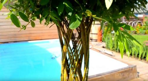 Плетеное дерево из обычной ивы. Плетёная ива своими руками из обычного куста