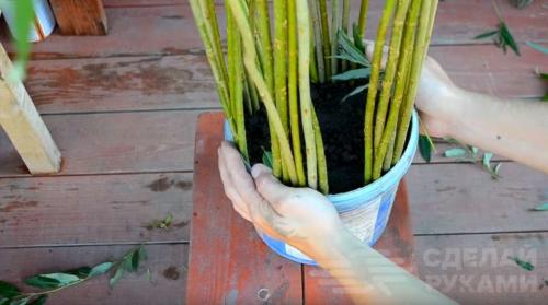 Плетеное дерево из обычной ивы. Плетёная ива своими руками из обычного куста