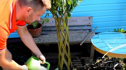 Плетеное дерево из обычной ивы. Плетёная ива своими руками из обычного куста