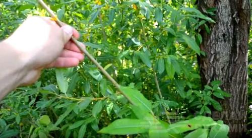 Плетеное дерево из обычной ивы. Плетёная ива своими руками из обычного куста