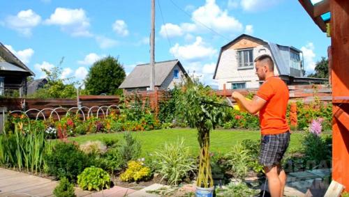 Плетеное дерево из обычной ивы. Плетёная ива своими руками из обычного куста