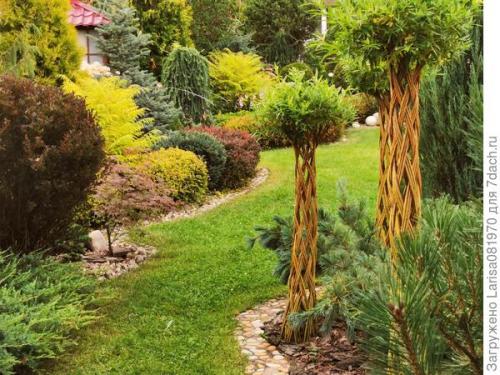 Плетеная ива через 10 лет. 'Датские корни' — плетёная ива или русская пальма