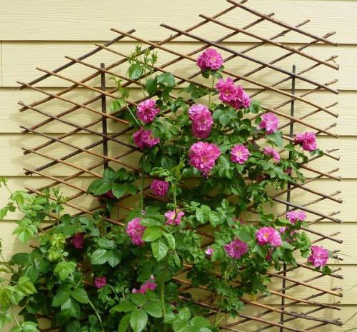 Опоры для кустовых роз. Зачем шпалера для кустов розы