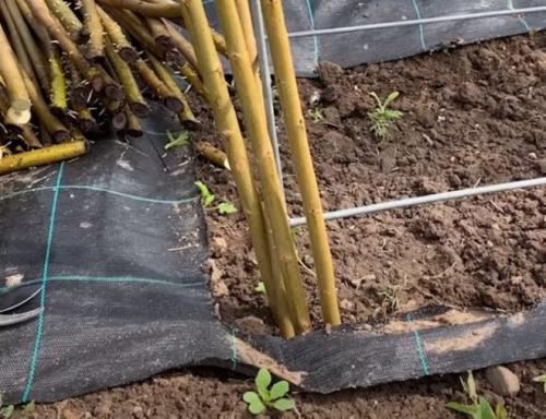 Беседки из ивы своими руками. Живая беседка из ивы своими руками