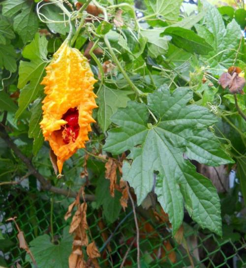 Многолетние вьющиеся растения для арки. Вьющиеся растения для арки быстрорастущие многолетние зимостойкие